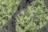 Peridot in Basalt - Arizona #247741-1